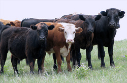 Organic Help for Ranchers