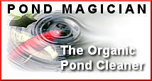 natural organic solution for cleaning ponds